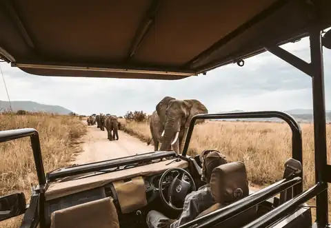 Elephant herd crossing the savannah