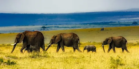 Tanzania: safari nei parchi del nord, Tanzania