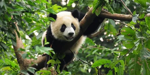 Cina: Shanghai, Zhangjiajie, Chengdu, Xi'an e Pechino, Cina