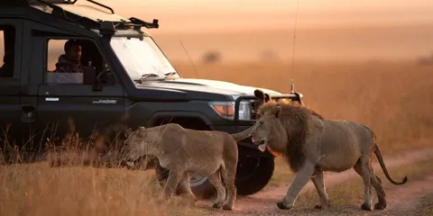 Kenya: safari dagli Aberdares al Masai Mara e mare a Malindi, Kenya