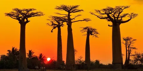 Madagascar: the north, from Diego Suarez to the tsingy and the beaches of Nosy Be, Madagascar