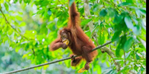 Malaysia: Borneo, Kinabalu, orangutans and the sea at Pom Pom, Malaysia