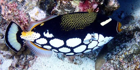 Madagascar: diving in Nosy Be, Madagascar