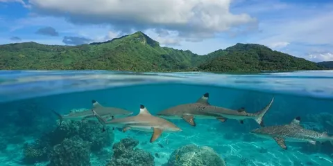 French Polynesia: a cocktail of islands, Tahiti, Moorea, Huahine and Raiatea, French Polynesia